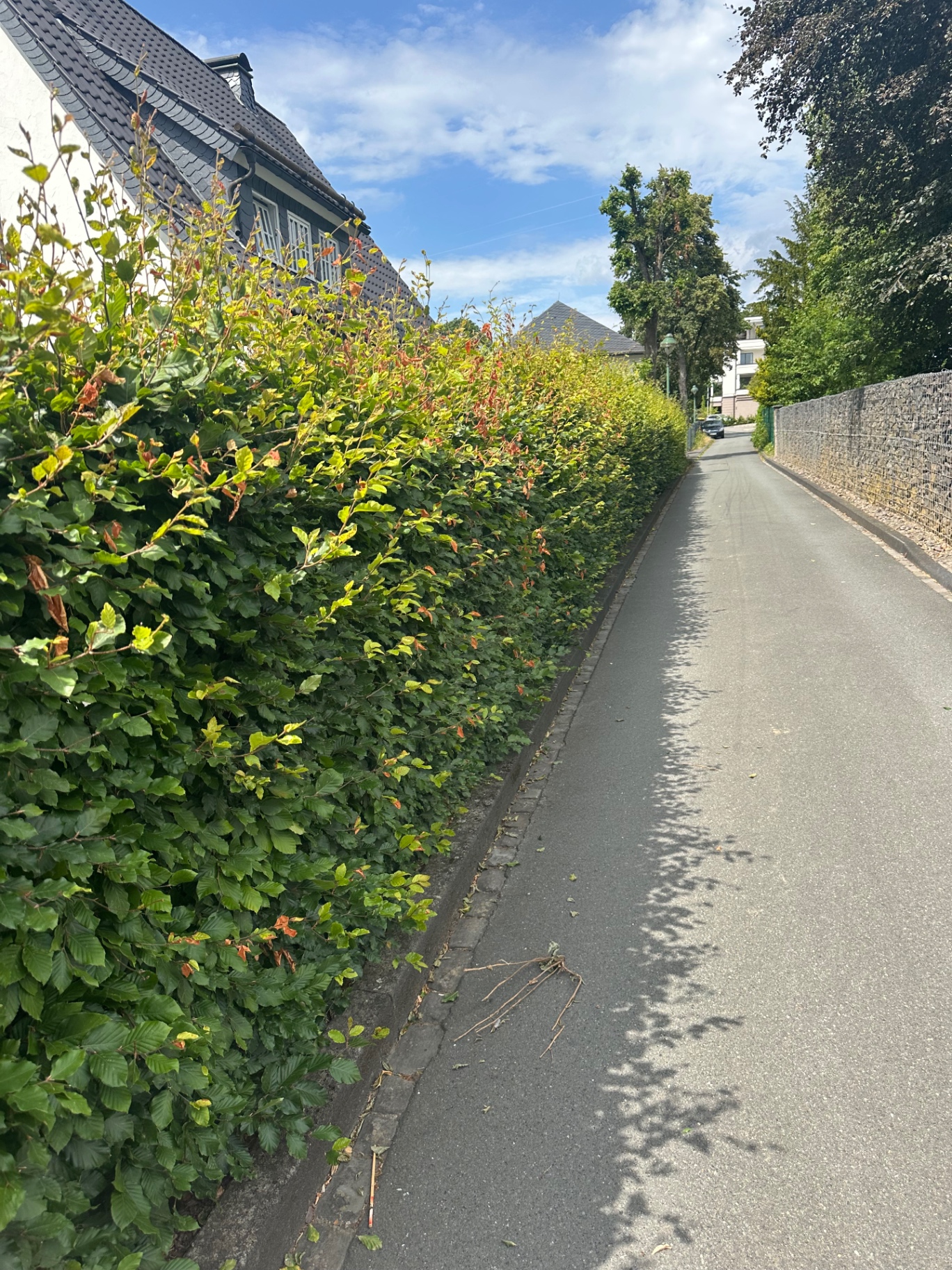 Heckenschnitt – vorher